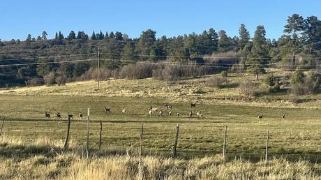 2025 Mother's Day Road Trip Recap Deer outside Chama NM