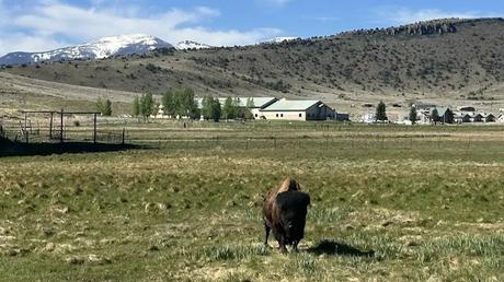 2025 Mother's Day Road Trip Recap Buffalo outside Del Norte Colorado