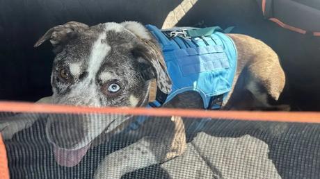 2025 Mother's Day Road Trip Recap Drax all loaded up and ready to go