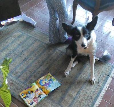 Josie's School for Dogs