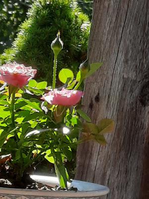 For Example For Example