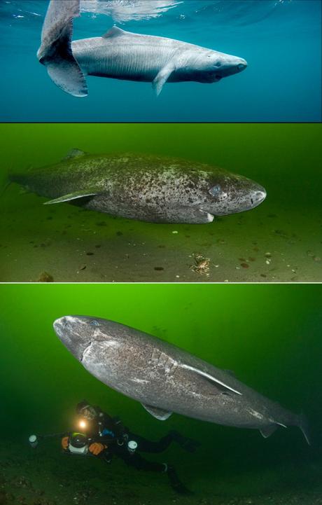 A long life can be a disadvantage