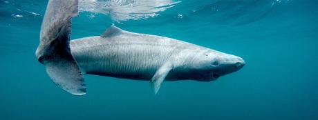 A long life can be a disadvantage