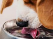 Safe Dogs Drink Water?