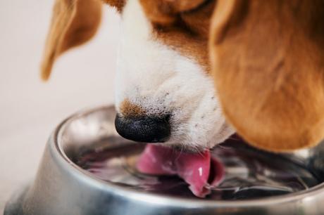 Dog Drinking Filtered Water