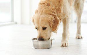 Is It Safe for Dogs to Drink Tap Water