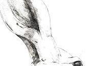 ARTIST HARE: Antelope Jackrabbit Engraving from Long