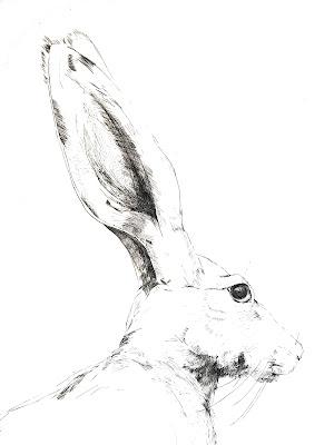 THE ARTIST AND THE HARE: My Antelope Jackrabbit Engraving from Long Ago