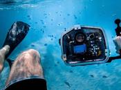 Spinner Dolphins Spotting Oceanic Acrobat