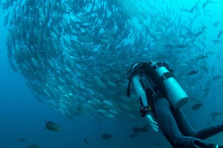 Top 10 Easily Accessible Dive Sites in the US