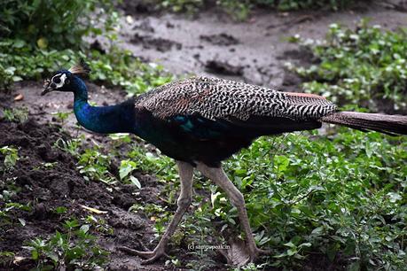 Chasing dream Girl !! ~ மயிலே மயிலே உன் தோகை இங்கே !! Chasing dream Girl !! ~ மயிலே மயிலே உன் தோகை இங்கே !!