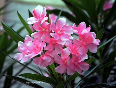 அரளி விதையில் முளைச்ச ~ Nerium oleander அரளி விதையில் முளைச்ச ~ Nerium oleander
