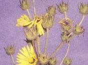 Adeline Hotel ‘Watch Sunflowers’ Album Review