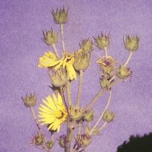 Adeline Hotel – ‘Watch the Sunflowers’ album review