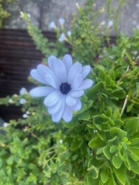 Daisy Reflections Daisy Reflections