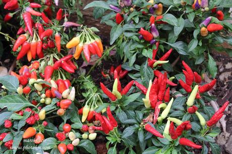 Trip to Positano and Amalfi / Výlet do Positana a Amalfi