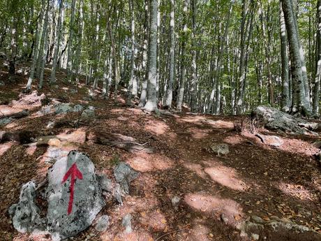 Forest trail marked by a red arrow painted on a rock pointing uphill. A clear navigation sign along the Mount Tujanit hiking route guiding walkers towards the summit.