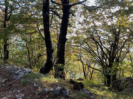 View through dense woodland on Mount Tujanit with sunlight glinting off the leaves. A quiet stretch of forest trail leading towards the mountain ridge.