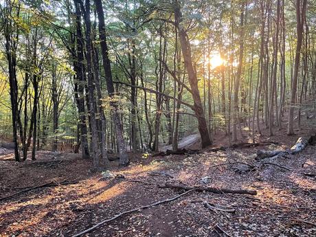 Forest trail on Mount Tujanit with sunlight streaming through tall trees and fallen branches scattered on the ground. A peaceful start to the hike through Dajti National Park’s woodland.