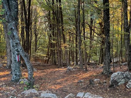 Marked hiking trail on Mount Tujanit with red and white paint on a tree trunk guiding the route through the forest. A clear example of Albania’s well-marked walking paths.