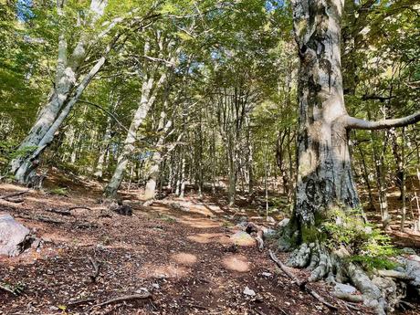Peaceful woodland section of the Mount Tujanit trail with tall trees, roots, and dappled sunlight filtering through the leaves. A serene part of the hike through Dajti National Park’s dense forest.