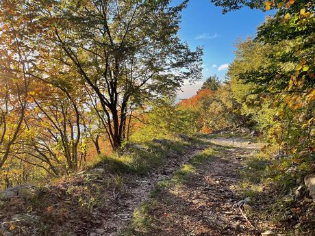 Rocky mountain path surrounded by autumn foliage and sunlight filtering through the trees. A scenic section of the Mount Tujanit trail showing the changing colours of the forest.