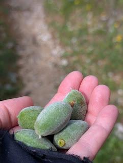 Twenty Questions (E1): Weird Food