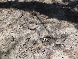 Twenty Questions (E1): Weird Food