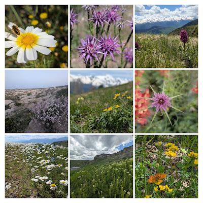 What I Learned & Looking Back & Looking Forward: May 2025