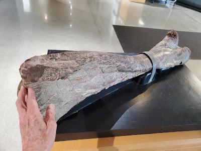 DINOSAURS, ROCKS, MINERALS AND MORE: Hands-On Science at the Pacific Museum of Earth at UBC, Vancouver, Canada