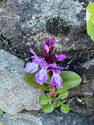CANARY ISLANDS NATURE TOUR, Part 3: Guest Post by Susan Kean