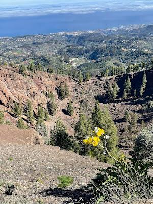 CANARY ISLANDS NATURE TOUR, Part 3: Guest Post by Susan Kean