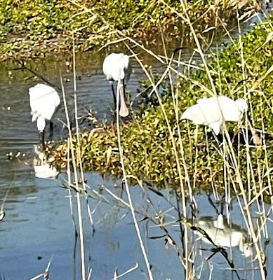 CANARY ISLANDS NATURE TOUR, Part 3: Guest Post by Susan Kean