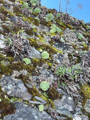 CANARY ISLANDS NATURE TOUR, Part 3: Guest Post by Susan Kean