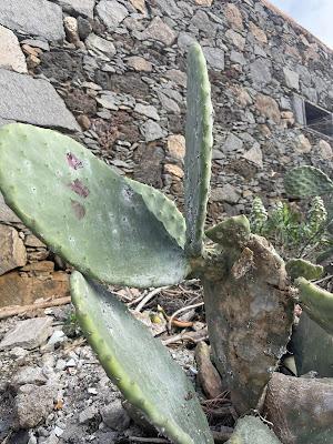 CANARY ISLANDS NATURE TOUR, Part 2: Guest Post by Susan Kean