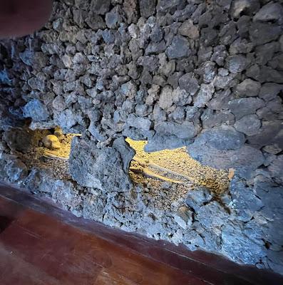 CANARY ISLANDS NATURE TOUR, Part 2: Guest Post by Susan Kean