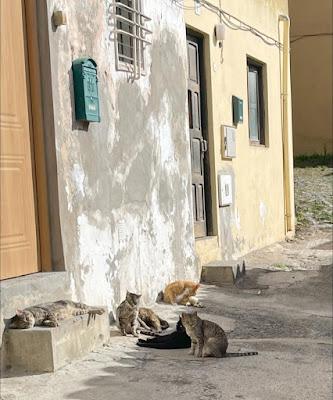 CANARY ISLANDS NATURE TOUR, Part 2: Guest Post by Susan Kean