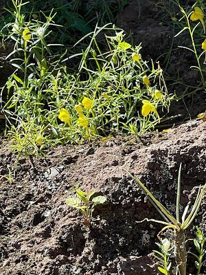 CANARY ISLANDS NATURE TOUR, Part 1: Guest Post by Susan Kean