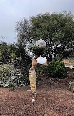 CANARY ISLANDS NATURE TOUR, Part 1: Guest Post by Susan Kean