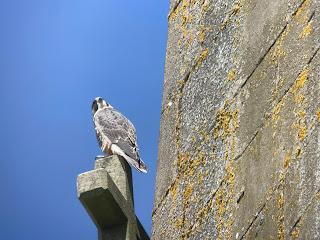 Hello again... Leicester Peregrines update.