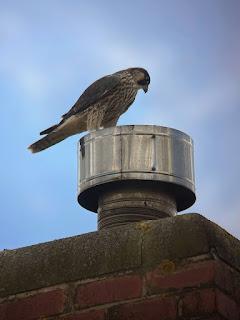 Hello again... Leicester Peregrines update.