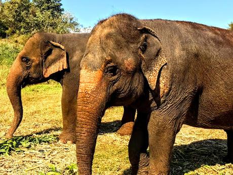 Chiang Mai: Elephants, Muay Thai & Street Food...