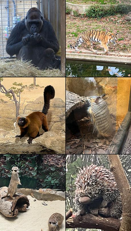 Oorah! The 3rd Marine Corps 50K 🦅🌎⚓️🇺🇸