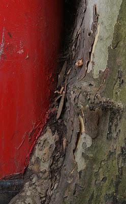 Close-up of a point where the postbox is engulfed by the tree trunk. A seam of red paint is clearly visible at the junction of postbox and tree.
