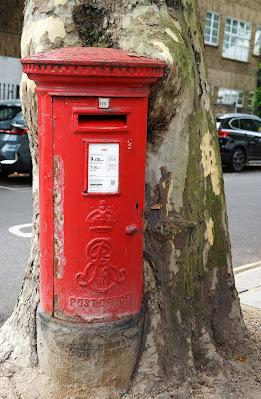 A red postbox wrapped in the embrace of a plane tree trunk.