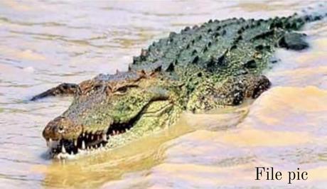 Human head found in Kattankudy lagoon crocodile