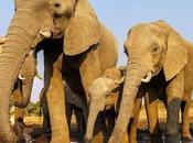 AMONG ELEPHANTS BOTSWANA ZIMBABWE, Guest Post Owen Floody