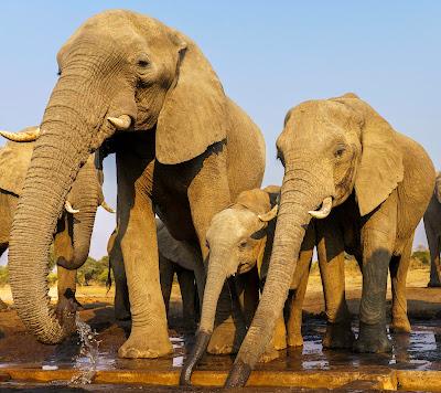 AMONG ELEPHANTS IN BOTSWANA AND ZIMBABWE, Guest Post by Owen Floody AMONG ELEPHANTS IN BOTSWANA AND ZIMBABWE, Guest Post by Owen Floody