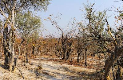 AMONG ELEPHANTS IN BOTSWANA AND ZIMBABWE, Guest Post by Owen Floody AMONG ELEPHANTS IN BOTSWANA AND ZIMBABWE, Guest Post by Owen Floody