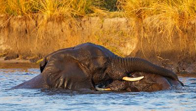 AMONG ELEPHANTS IN BOTSWANA AND ZIMBABWE, Guest Post by Owen Floody AMONG ELEPHANTS IN BOTSWANA AND ZIMBABWE, Guest Post by Owen Floody
